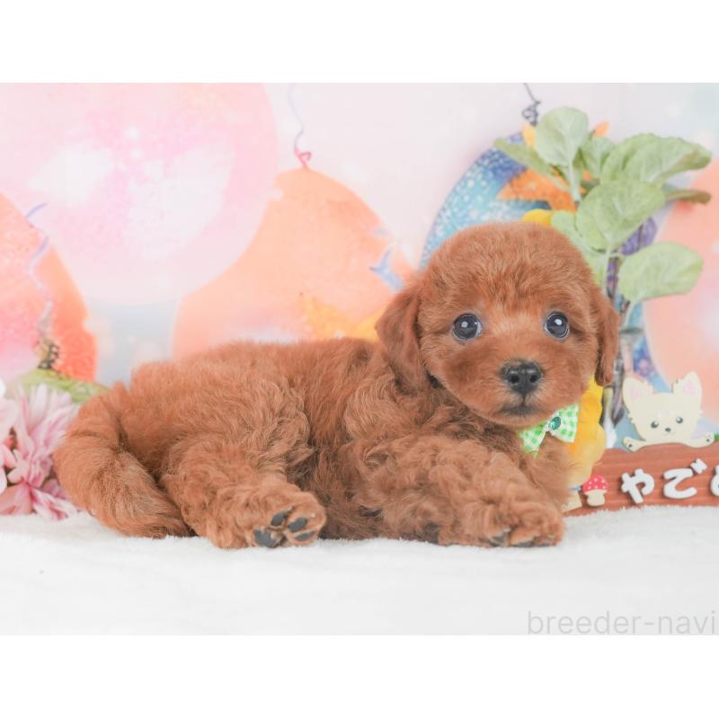 販売中の静岡県のトイプードル-424375の11枚目