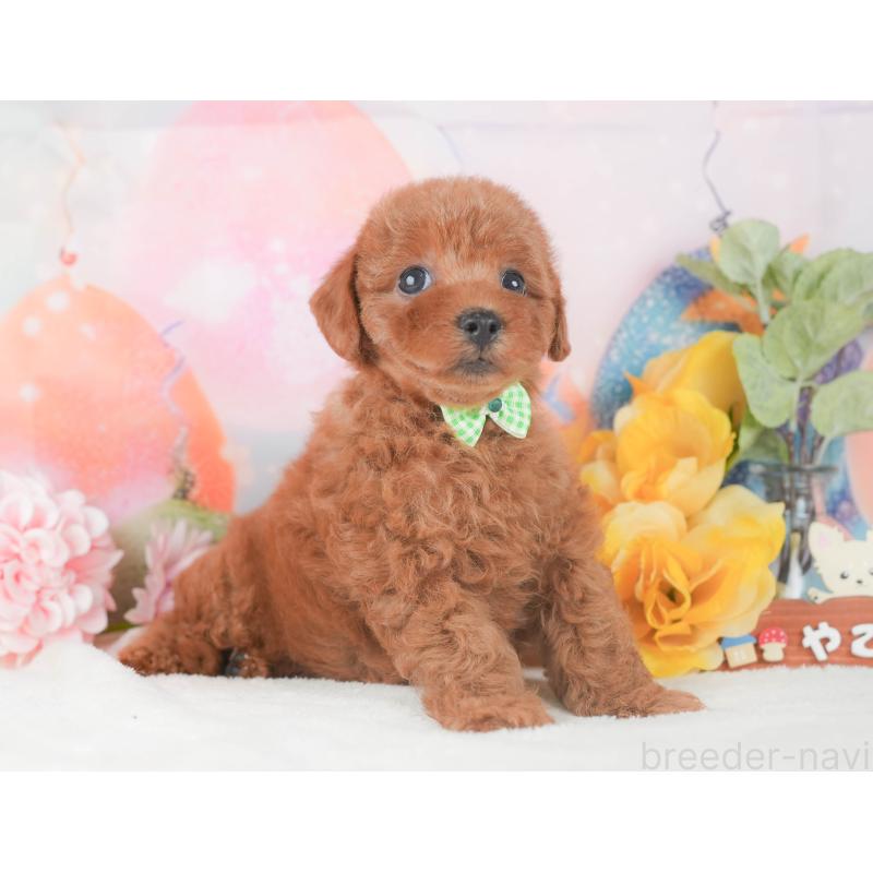 販売中の静岡県のトイプードル-424375の10枚目