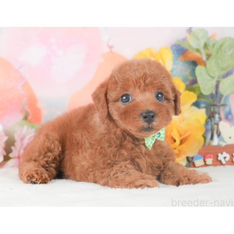 販売中の静岡県のトイプードル-424375の9枚目