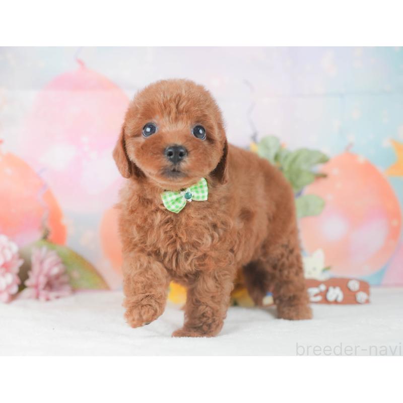 販売中の静岡県のトイプードル-424375の8枚目