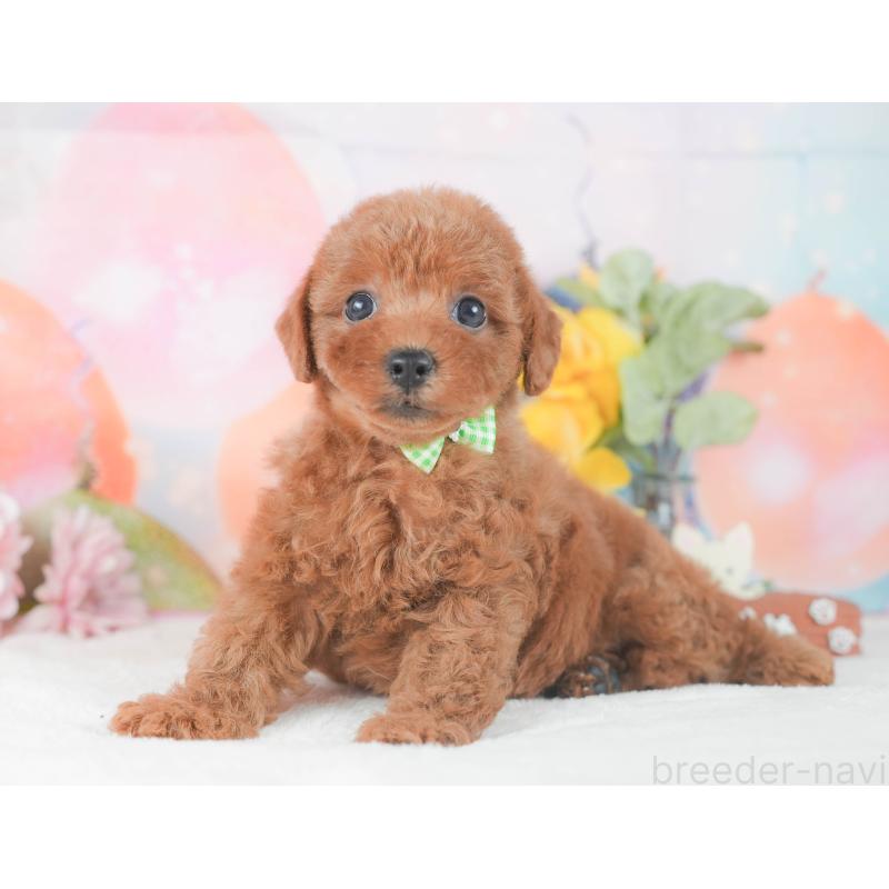 販売中の静岡県のトイプードル-424375の7枚目