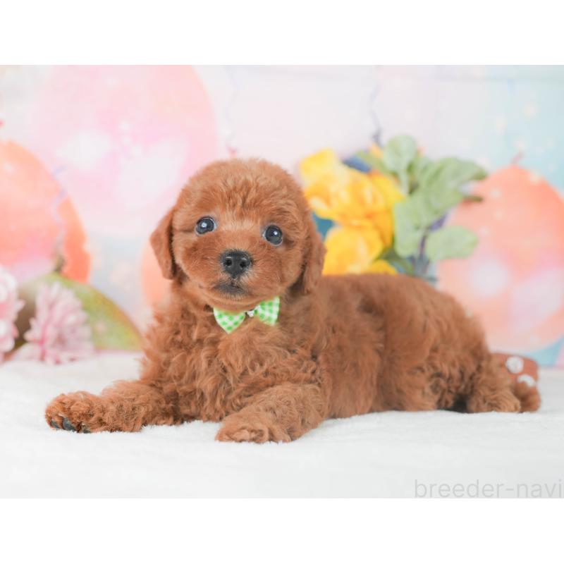 販売中の静岡県のトイプードル-424375の6枚目