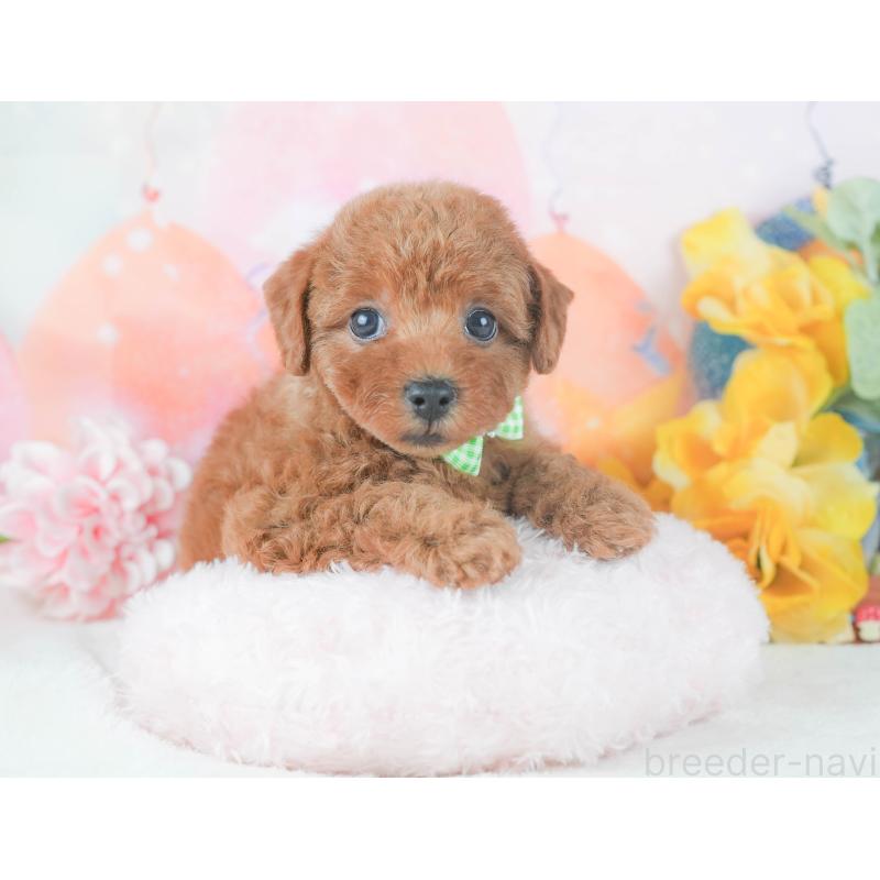 販売中の静岡県のトイプードル-424375の5枚目