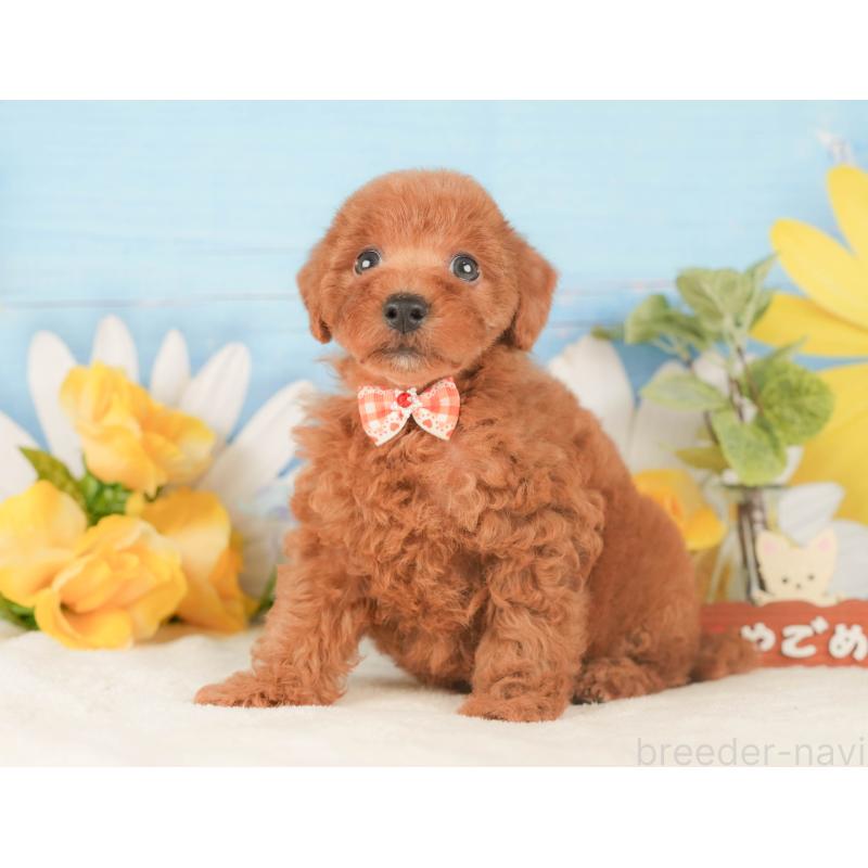 販売中の静岡県のトイプードル-424377の12枚目