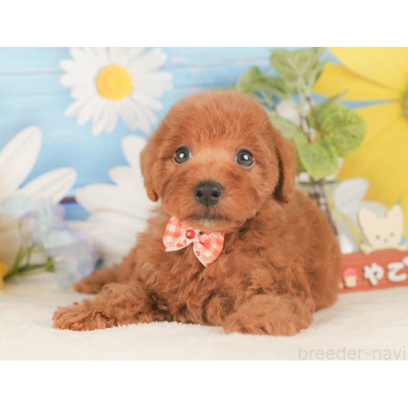 販売中の静岡県のトイプードル-424377の11枚目