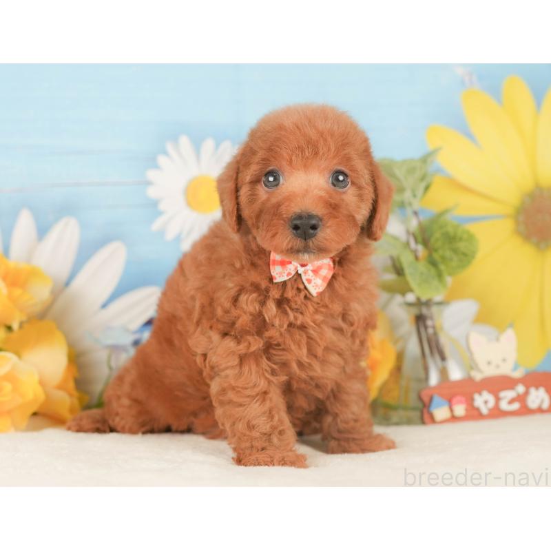 販売中の静岡県のトイプードル-424377の10枚目