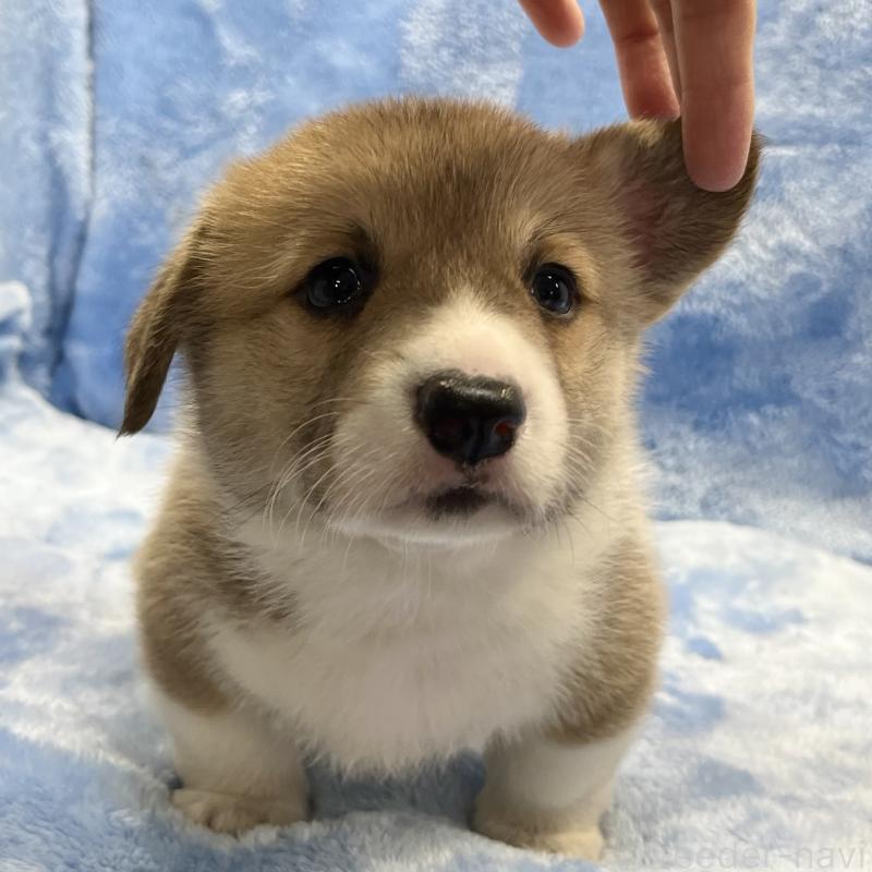 販売中の大阪府のウェルシュコーギーペンブローク-422828