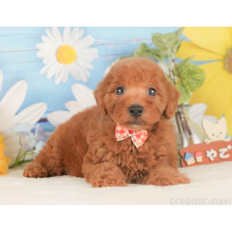 販売中の静岡県のトイプードル-424377の9枚目