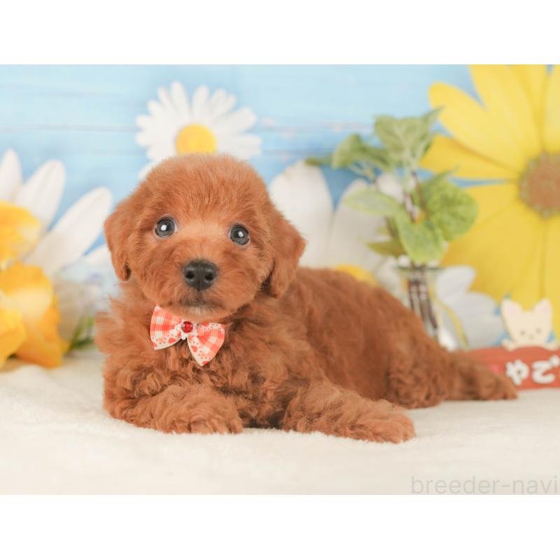 販売中の静岡県のトイプードル-424377の8枚目