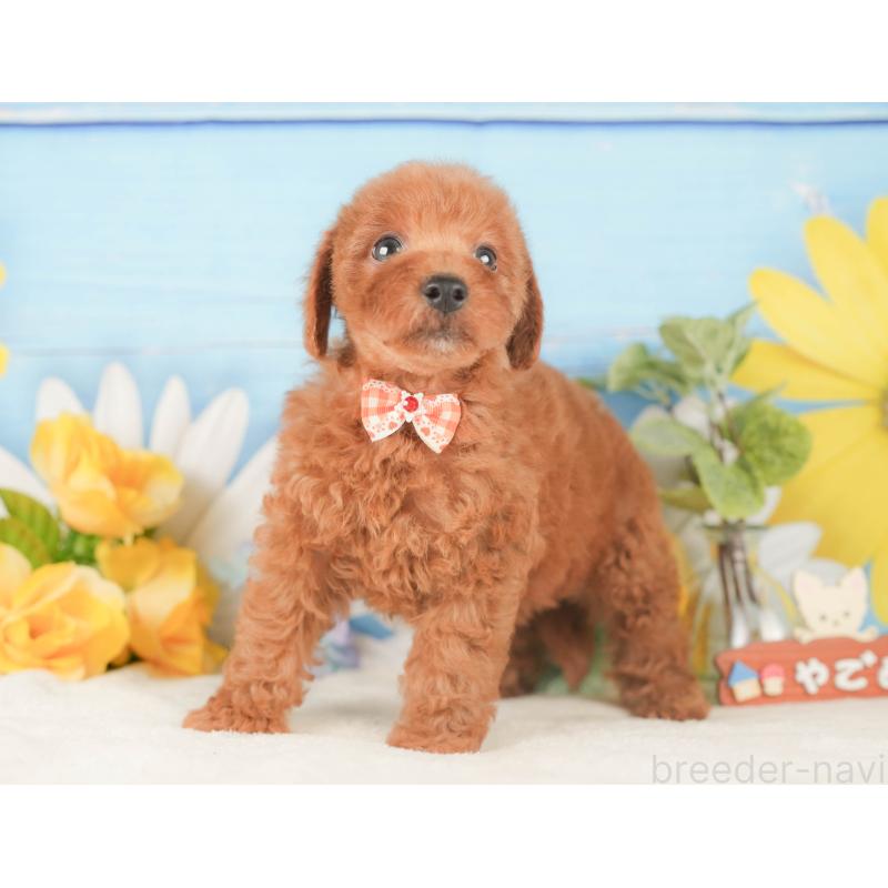 販売中の静岡県のトイプードル-424377の7枚目