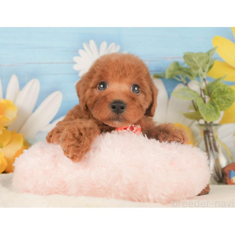 販売中の静岡県のトイプードル-424377の6枚目