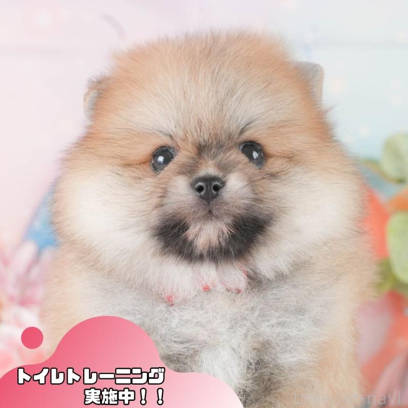 販売中の静岡県のポメラニアン-424378の1枚目