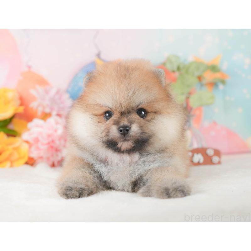 販売中の静岡県のポメラニアン-424378の12枚目