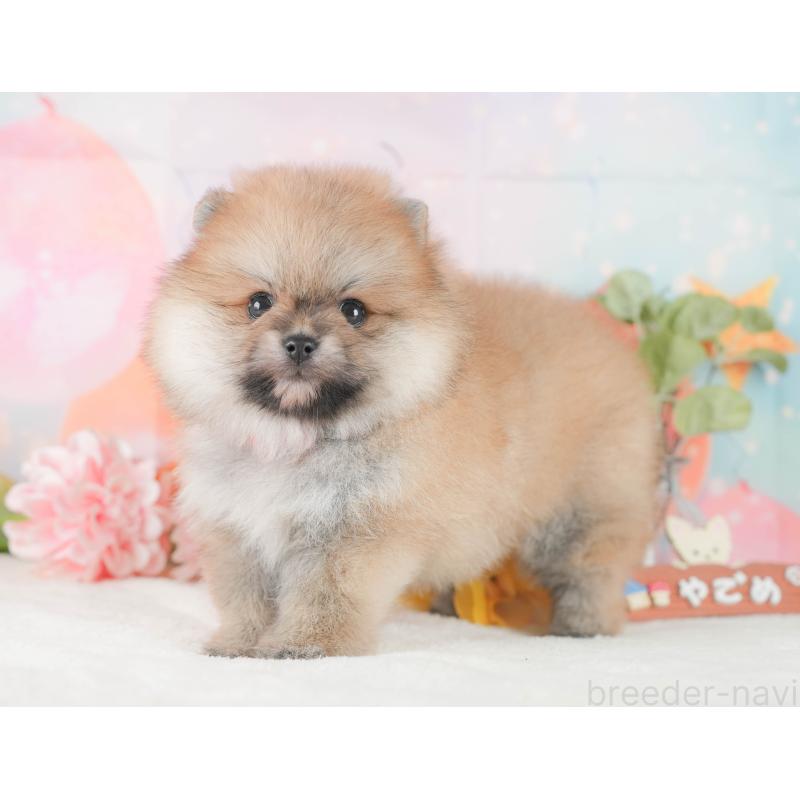 販売中の静岡県のポメラニアン-424378の11枚目