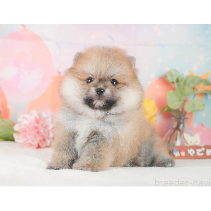 販売中の静岡県のポメラニアン-424378の10枚目