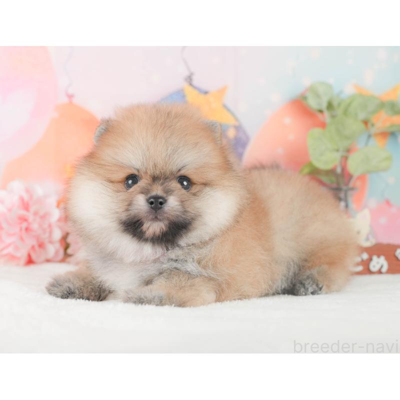 販売中の静岡県のポメラニアン-424378の9枚目