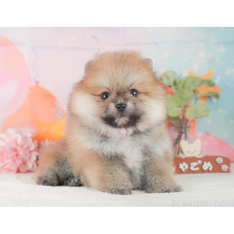 販売中の静岡県のポメラニアン-424378の8枚目