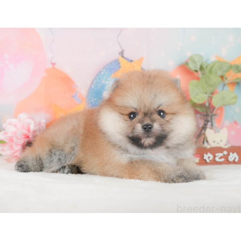 販売中の静岡県のポメラニアン-424378の7枚目