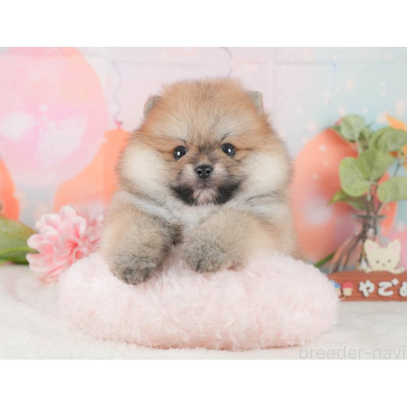 販売中の静岡県のポメラニアン-424378の6枚目
