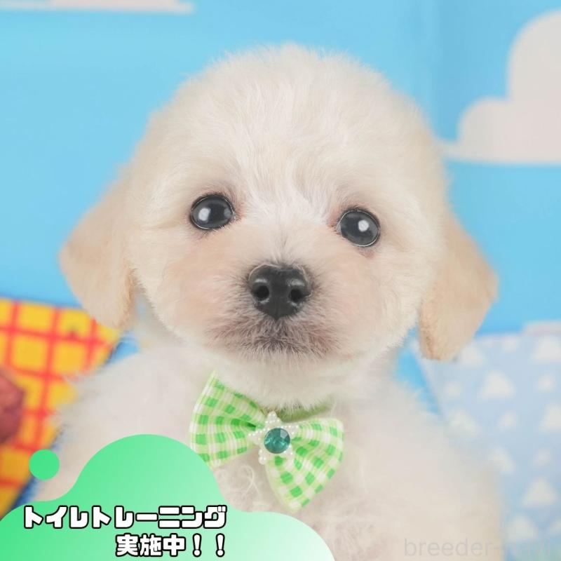 販売中の静岡県のトイプードル-424380