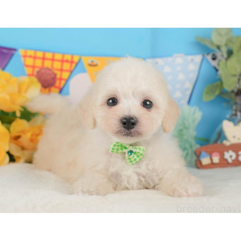 販売中の静岡県のトイプードル-424380の12枚目