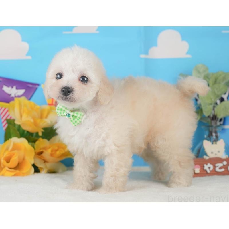 販売中の静岡県のトイプードル-424380の11枚目