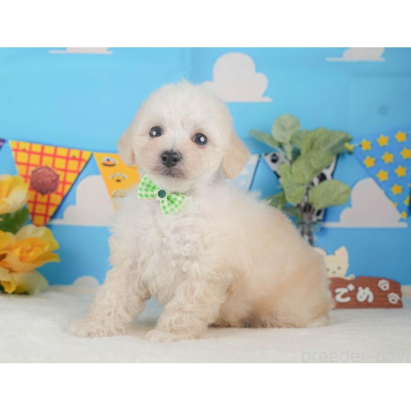 販売中の静岡県のトイプードル-424380の10枚目