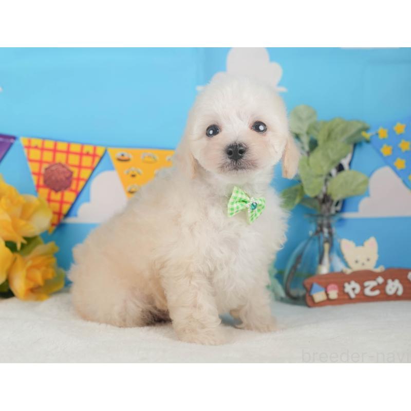 販売中の静岡県のトイプードル-424380の9枚目