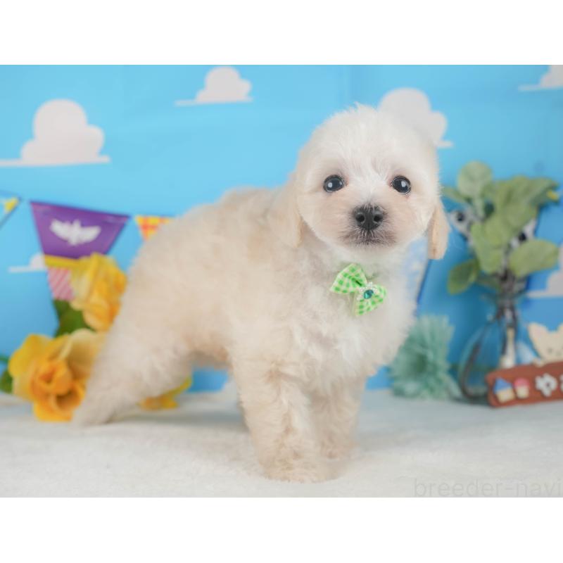 販売中の静岡県のトイプードル-424380の8枚目