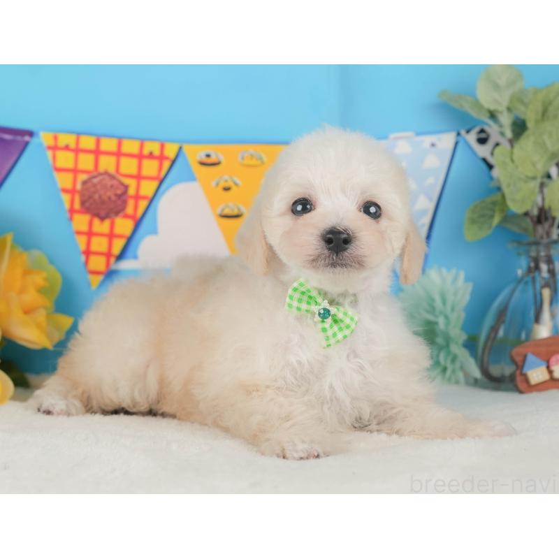 販売中の静岡県のトイプードル-424380の7枚目