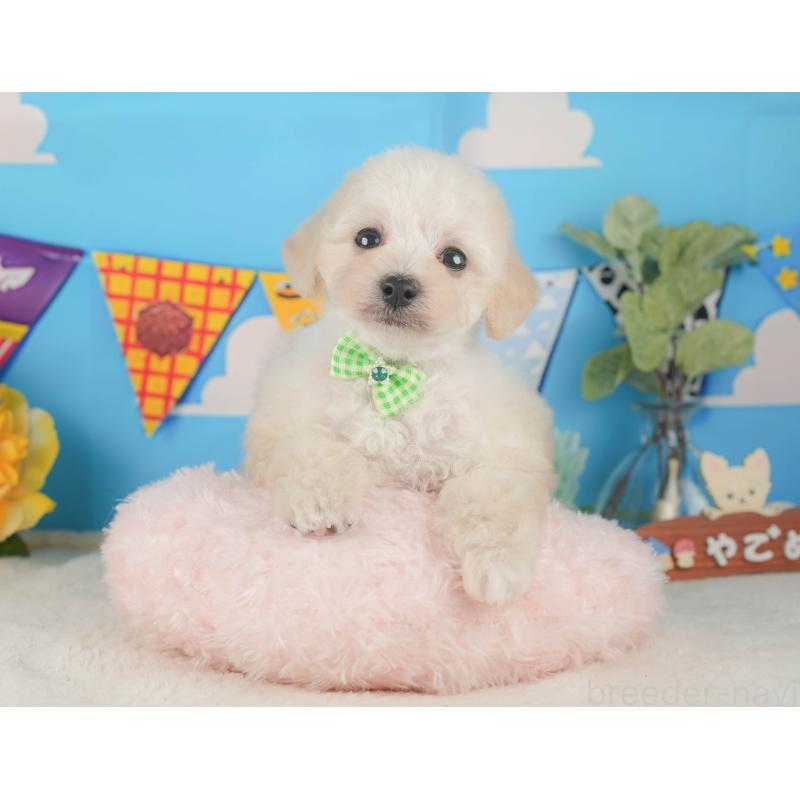 販売中の静岡県のトイプードル-424380の6枚目