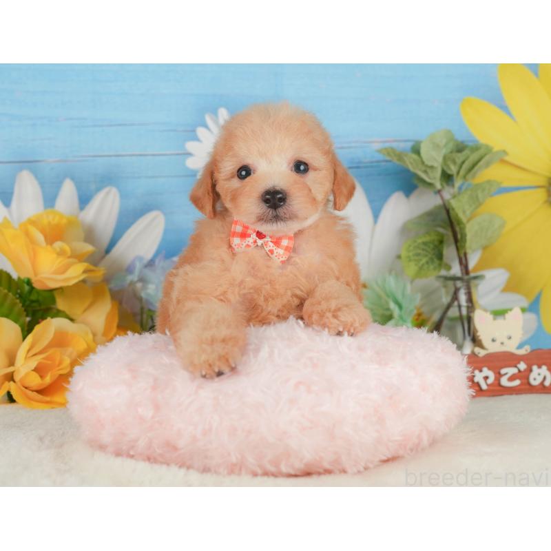 販売中の静岡県のトイプードル-424382の13枚目