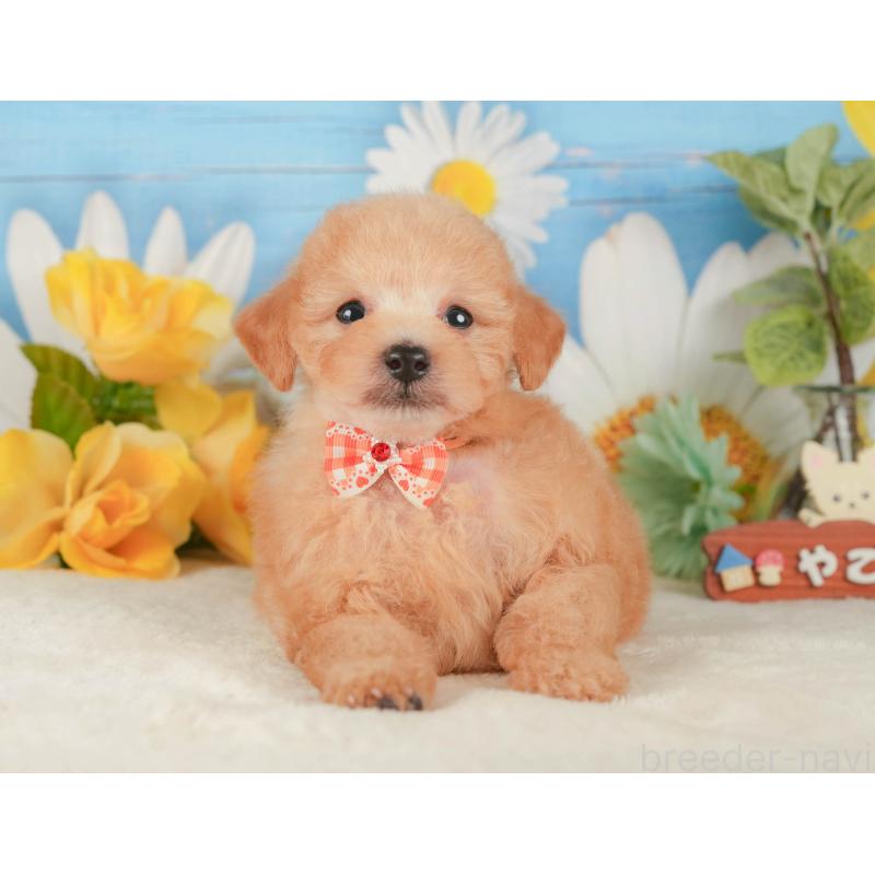 販売中の静岡県のトイプードル-424382の12枚目