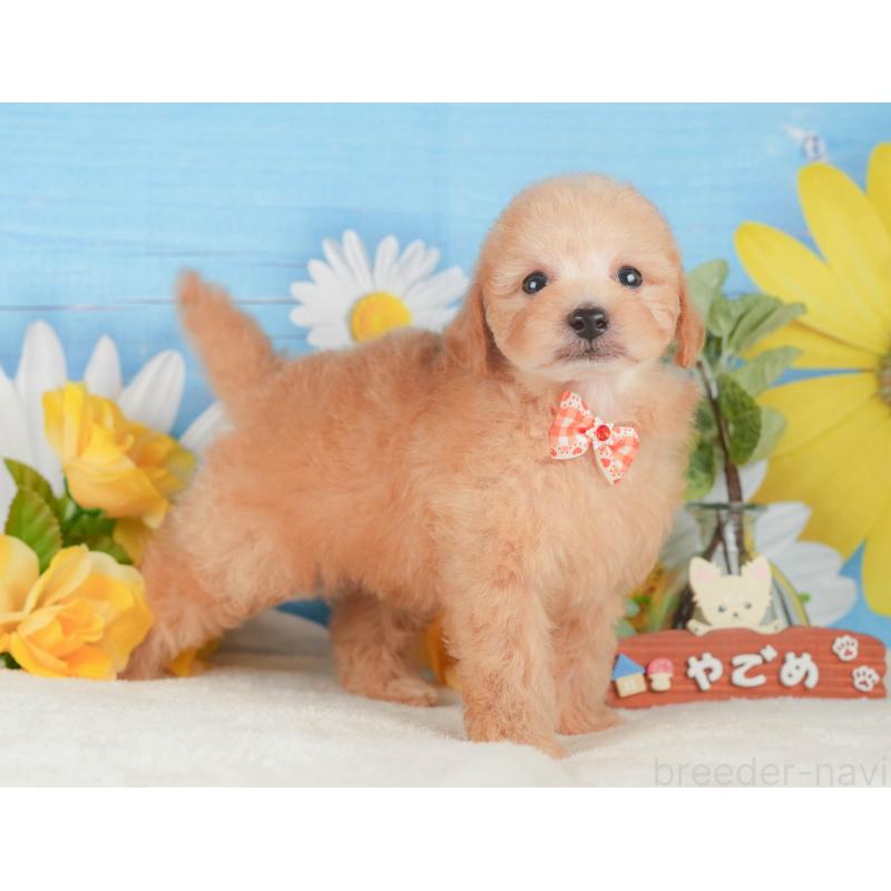 販売中の静岡県のトイプードル-424382の11枚目