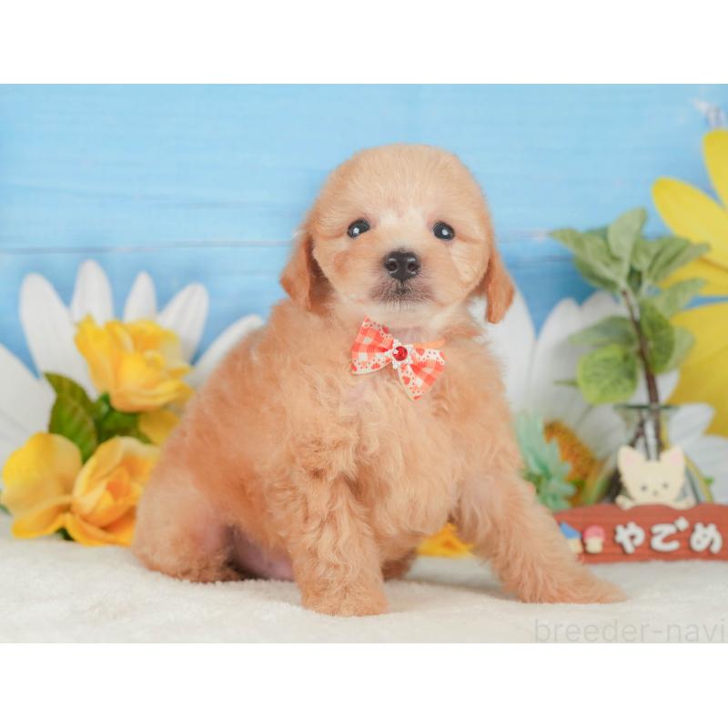 販売中の静岡県のトイプードル-424382の10枚目