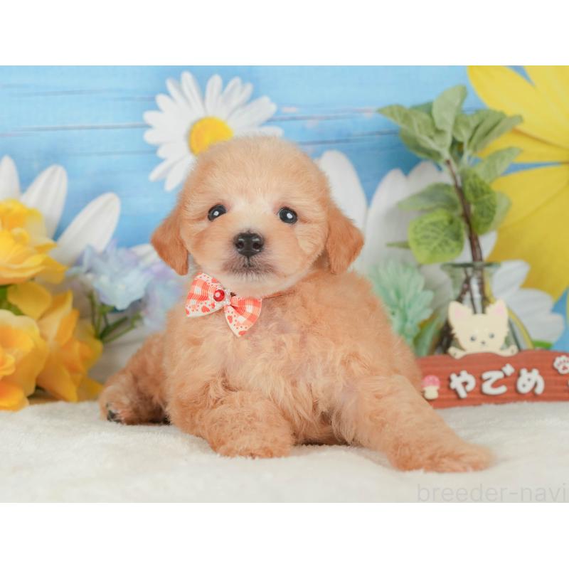 販売中の静岡県のトイプードル-424382の9枚目