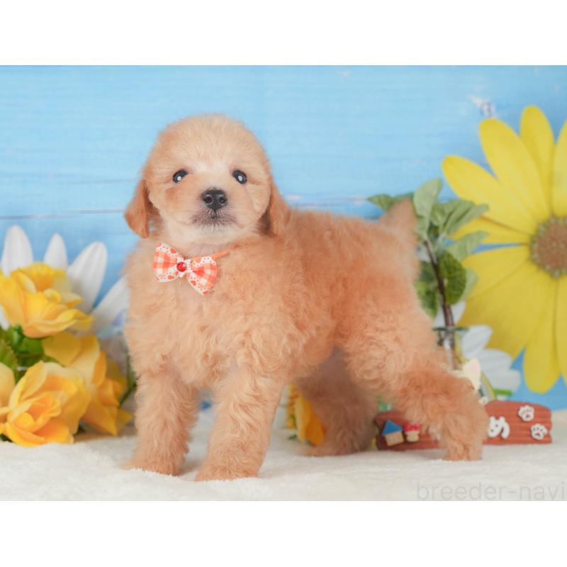 販売中の静岡県のトイプードル-424382の8枚目