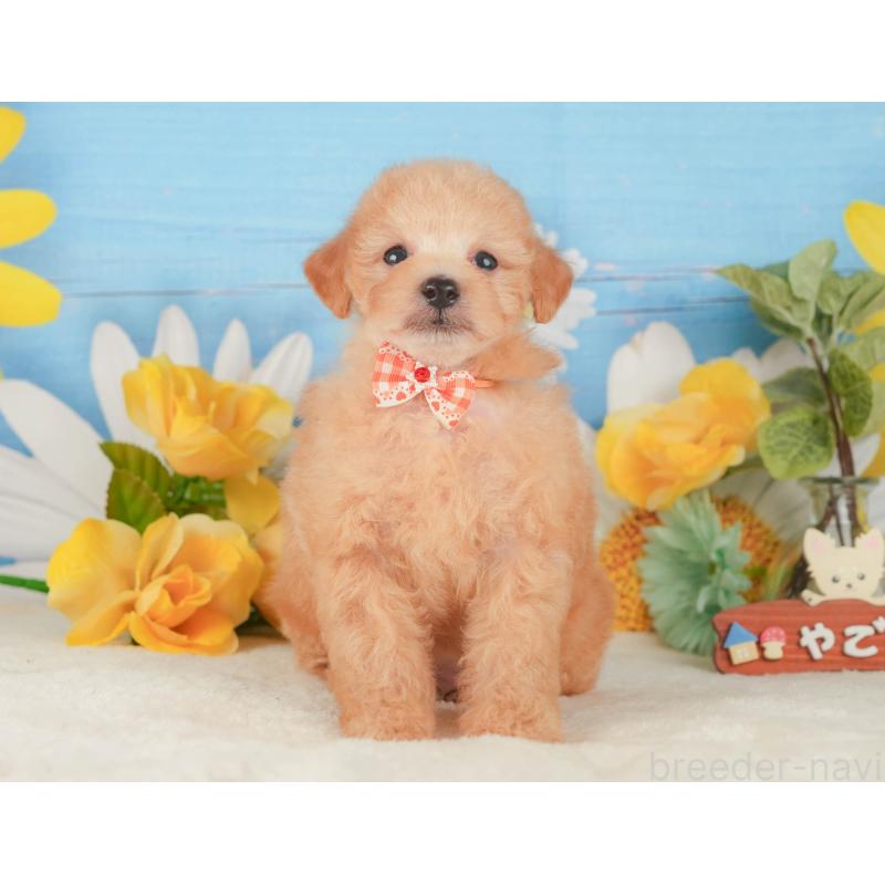 販売中の静岡県のトイプードル-424382の7枚目