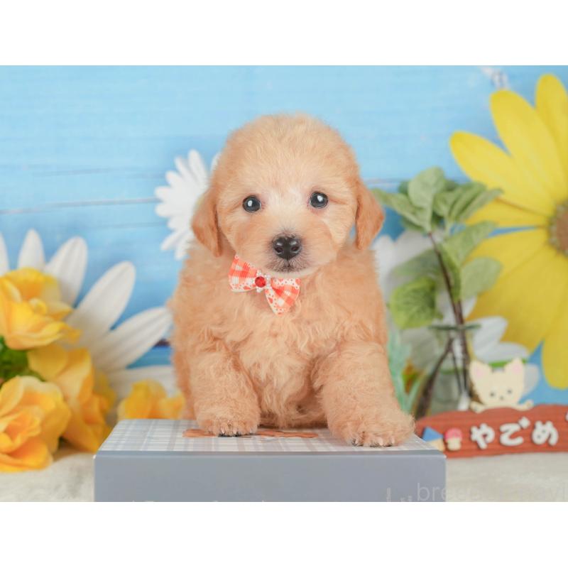 販売中の静岡県のトイプードル-424382の6枚目