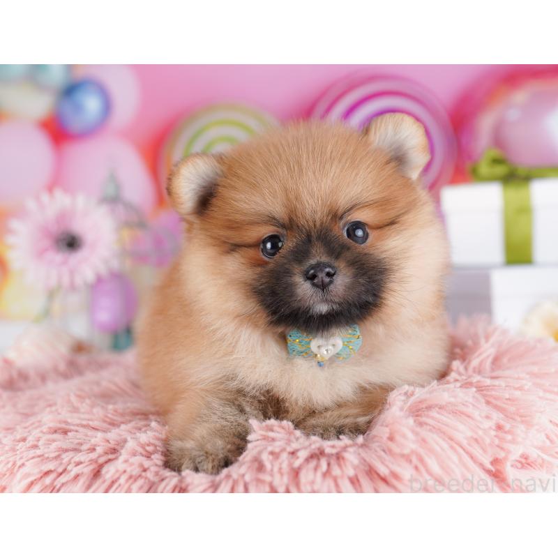 販売中の千葉県のポメラニアン-424232の11枚目