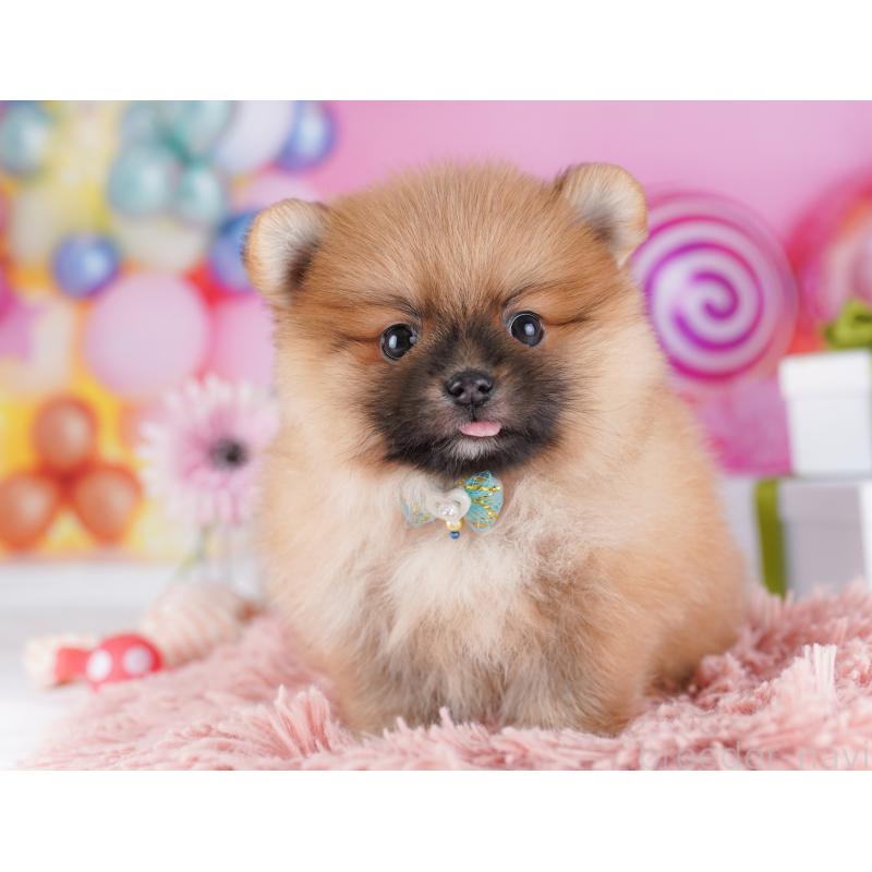 販売中の千葉県のポメラニアン-424232の10枚目