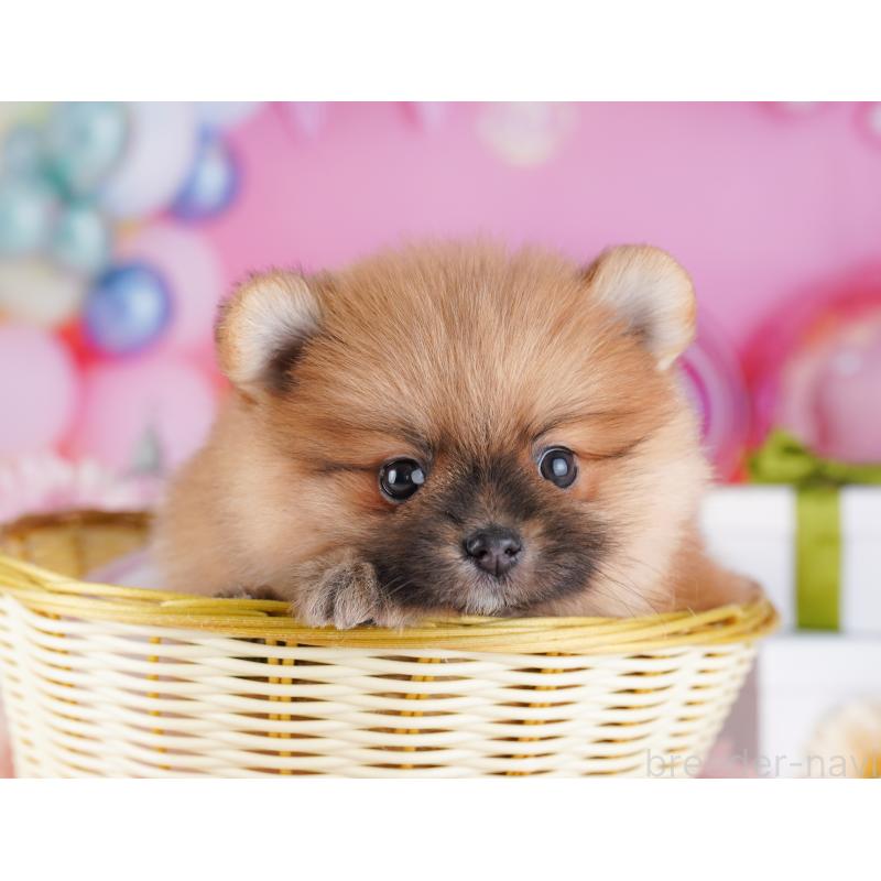 販売中の千葉県のポメラニアン-424232の9枚目