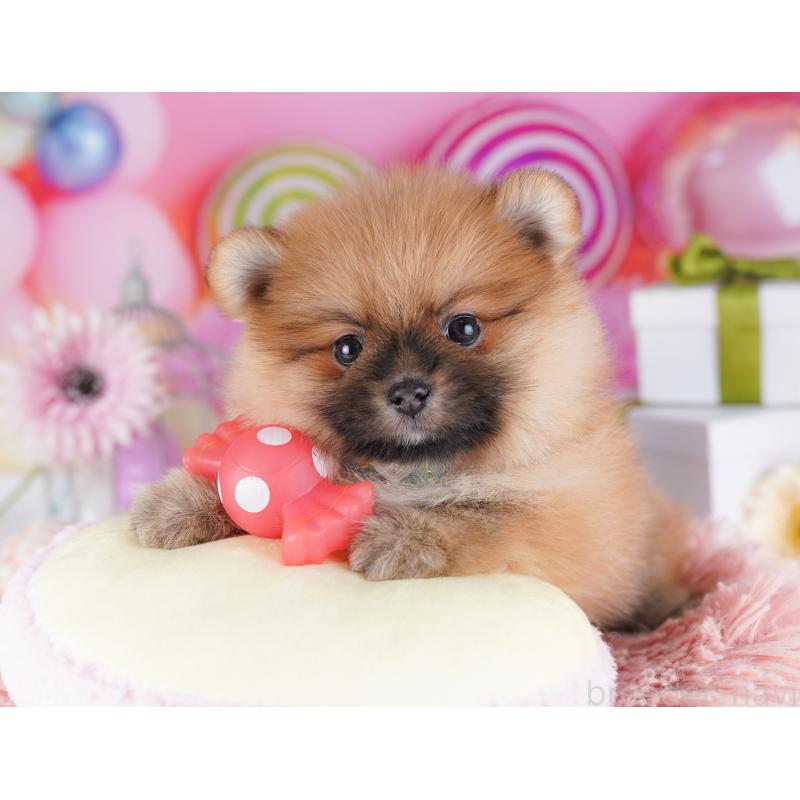 販売中の千葉県のポメラニアン-424232の8枚目