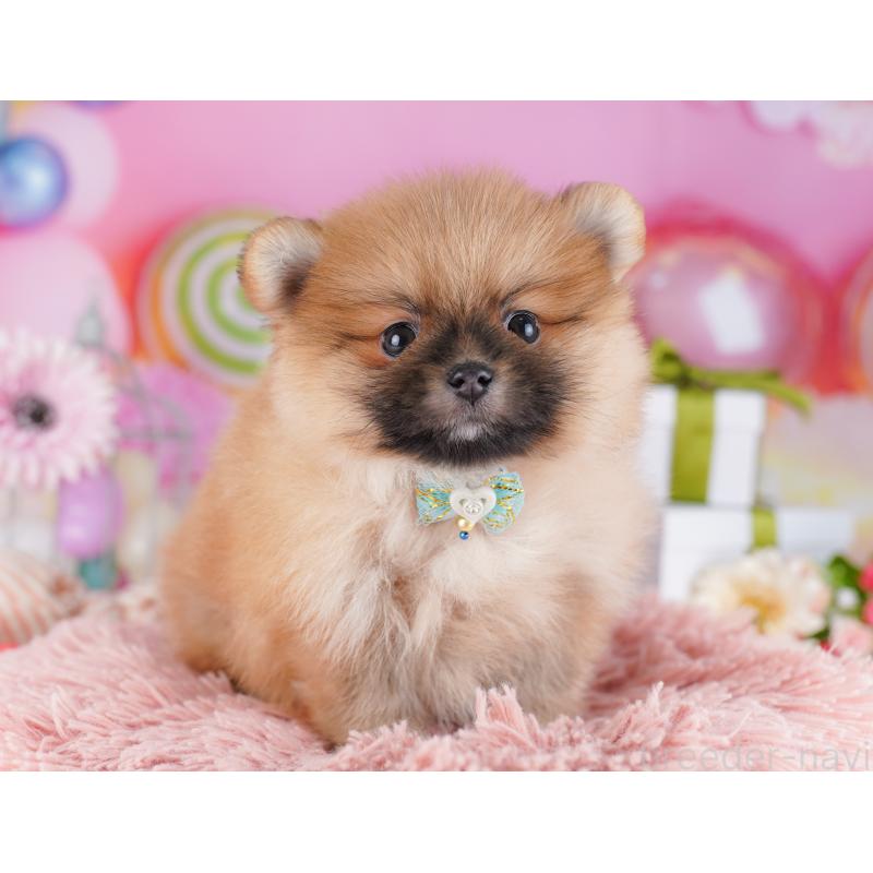 販売中の千葉県のポメラニアン-424232の7枚目