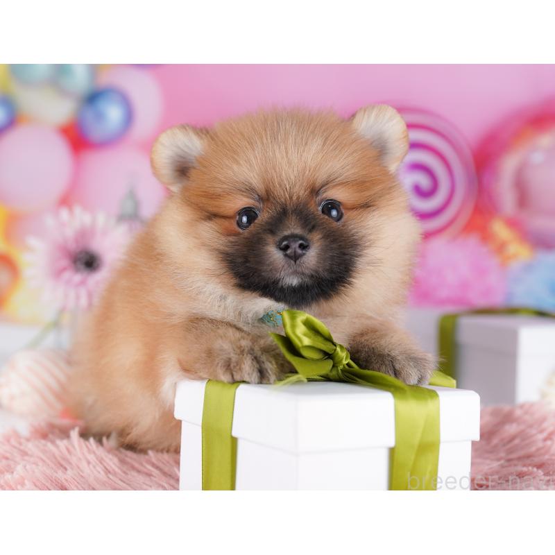 販売中の千葉県のポメラニアン-424232の6枚目