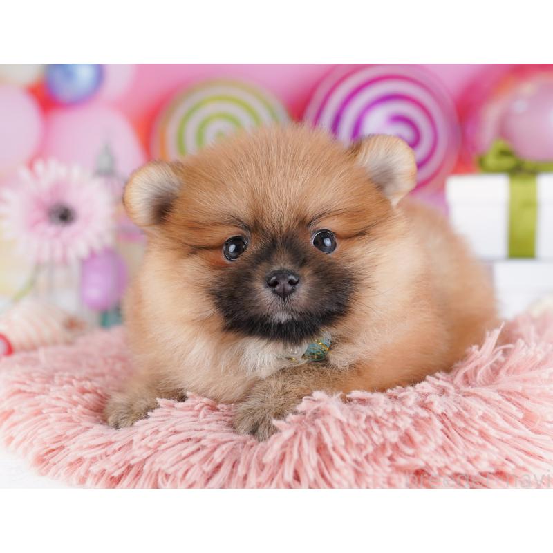 販売中の千葉県のポメラニアン-424232の5枚目