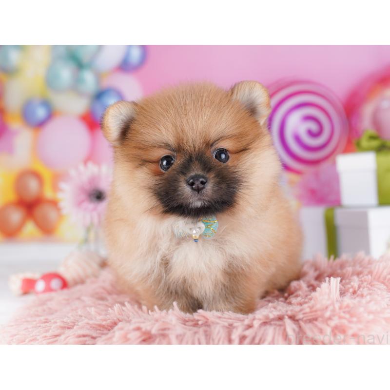 販売中の千葉県のポメラニアン-424232の4枚目