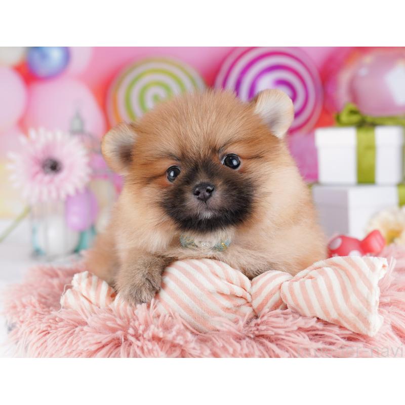 販売中の千葉県のポメラニアン-424232の3枚目