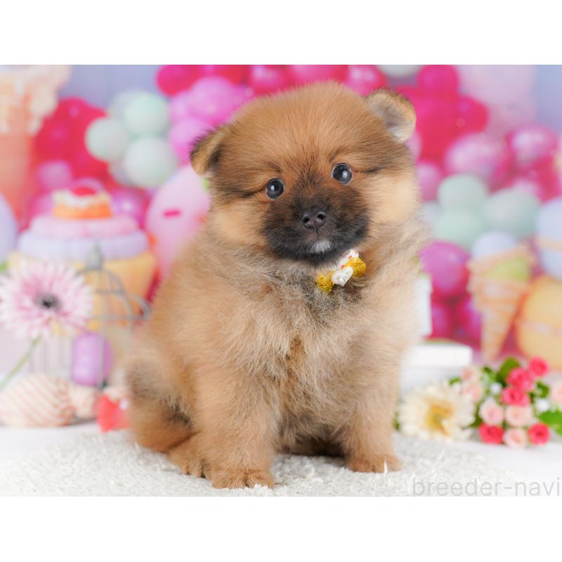 販売中の千葉県のポメラニアン-424230の9枚目