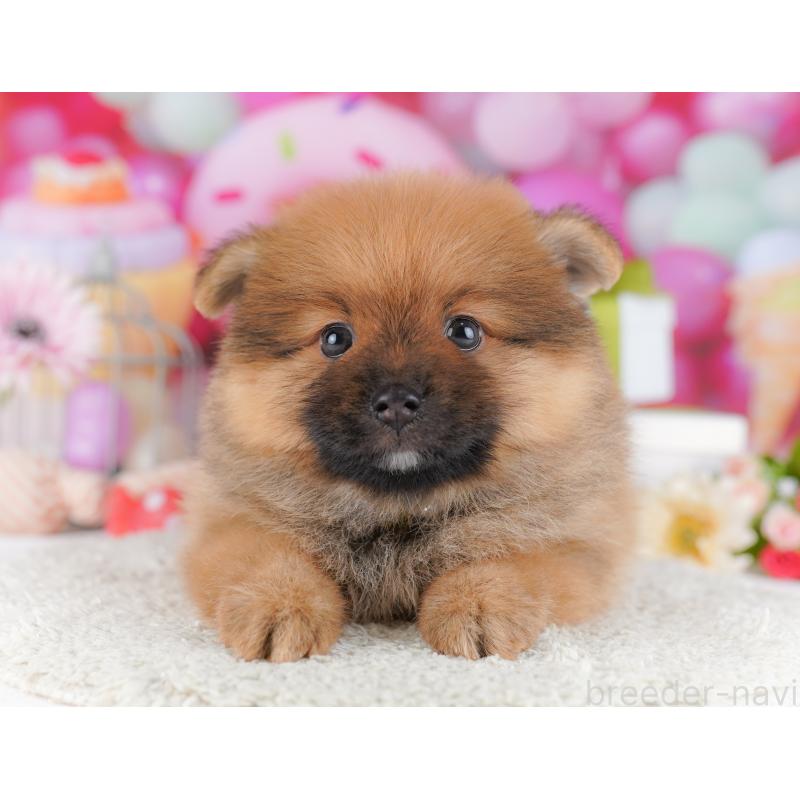 販売中の千葉県のポメラニアン-424230の8枚目